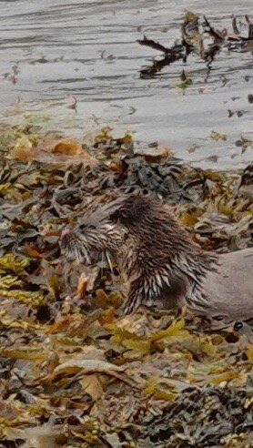 Wildlife on Mull-马尔岛必去景点