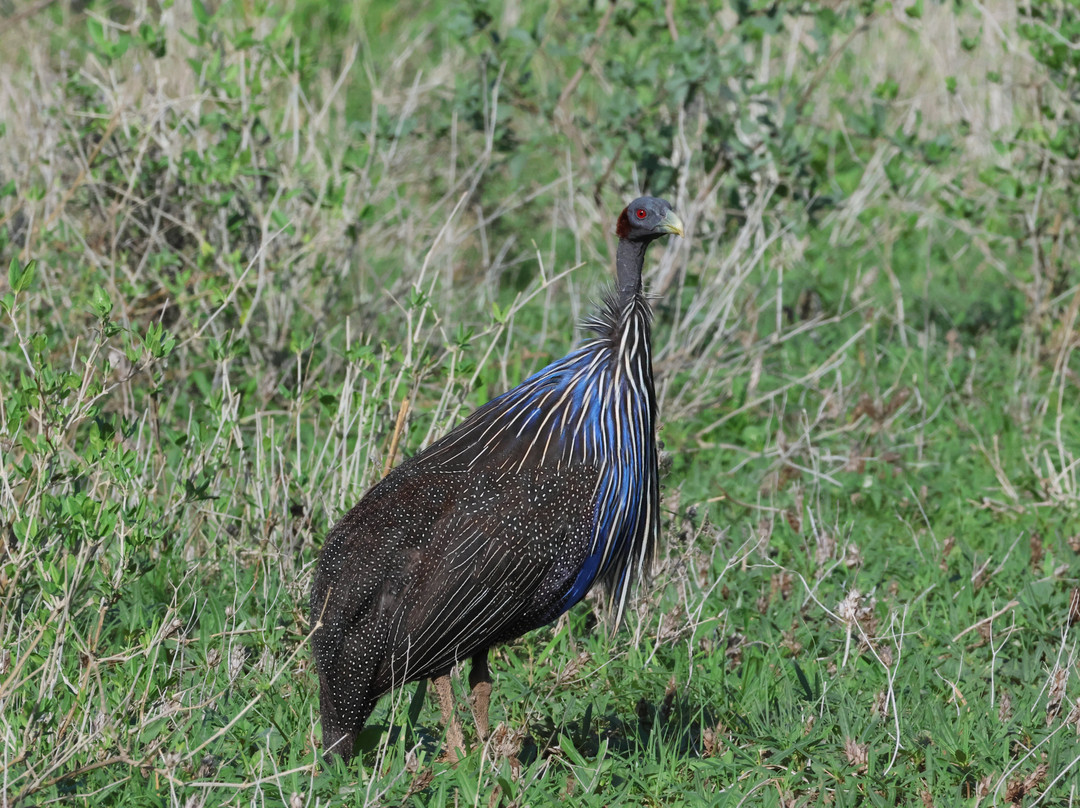 Buffalo Springs National Reserve-Buffalo Springs Game Reserve必去景点