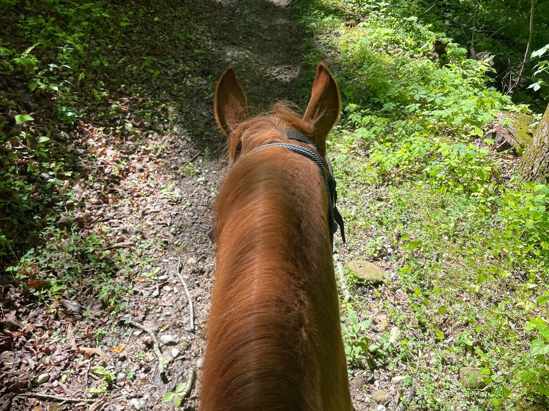 Sugarland Riding Stables-盖林柏格必去景点