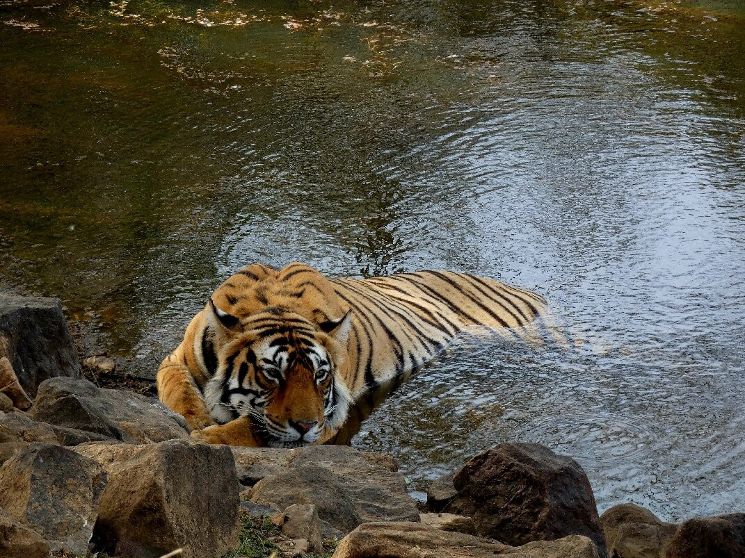 Ranthambore Tiger Safari-瑟瓦伊马托布尔必去景点