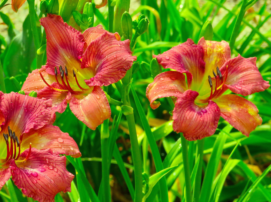 Cape Fear Botanical Garden-费耶特维尔必去景点