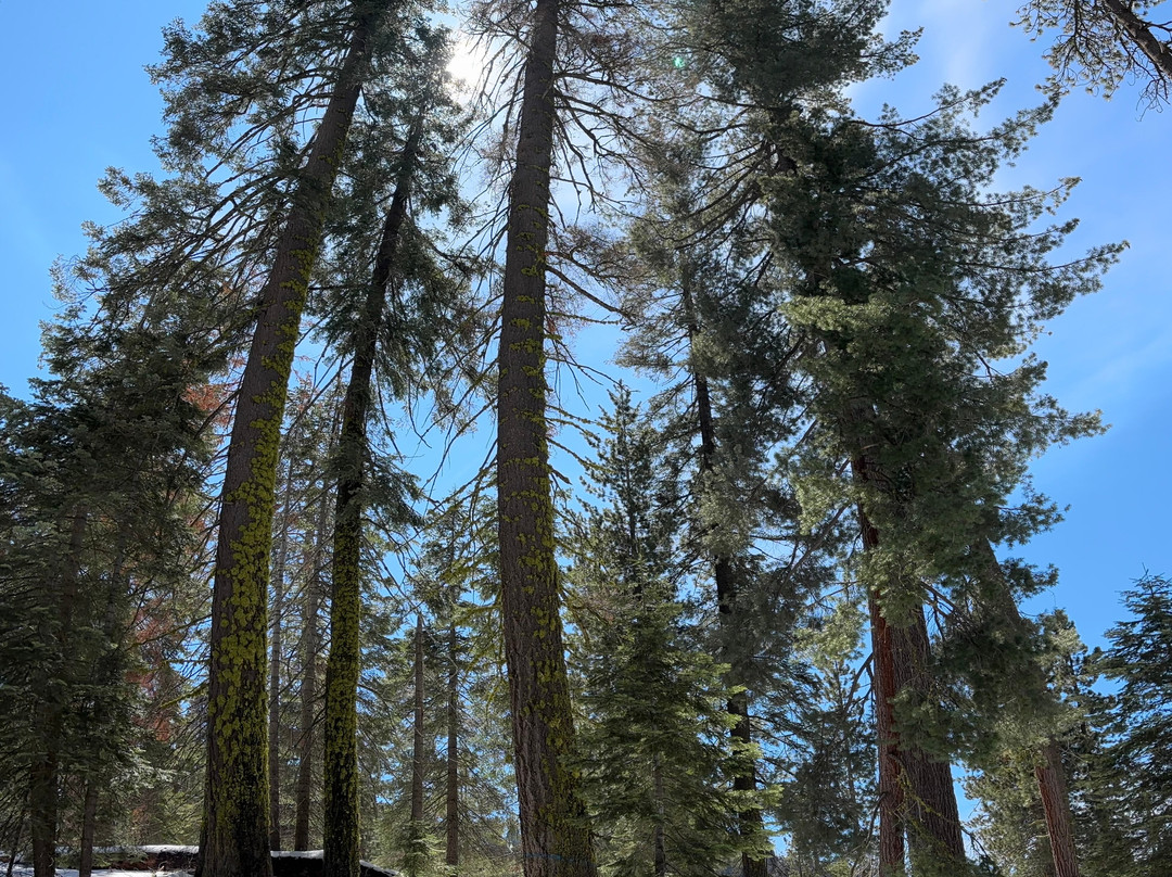 Sequoia National Park-维塞利亚必去景点