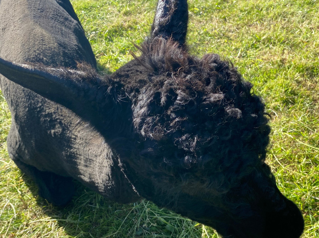 Tickhill Alpacas-Tickhill必去景点