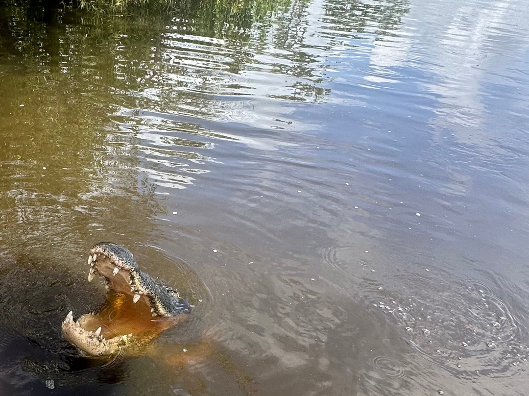 Ragin Cajun Airboat Tours-新奥尔良必去景点