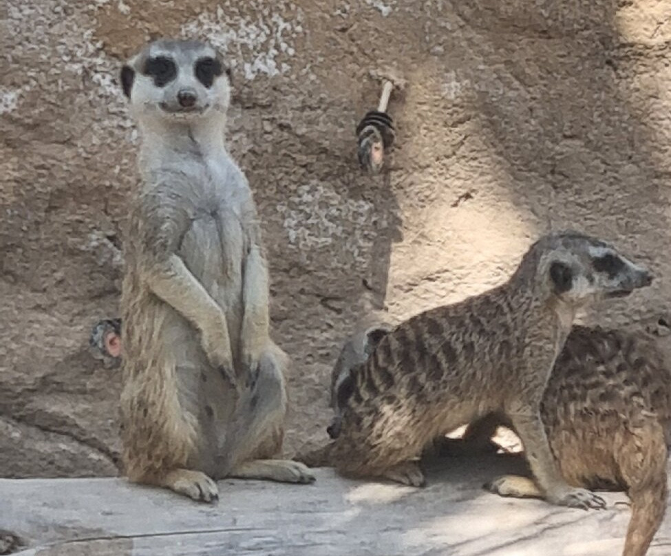 Rio Safari Elche-埃尔切必去景点