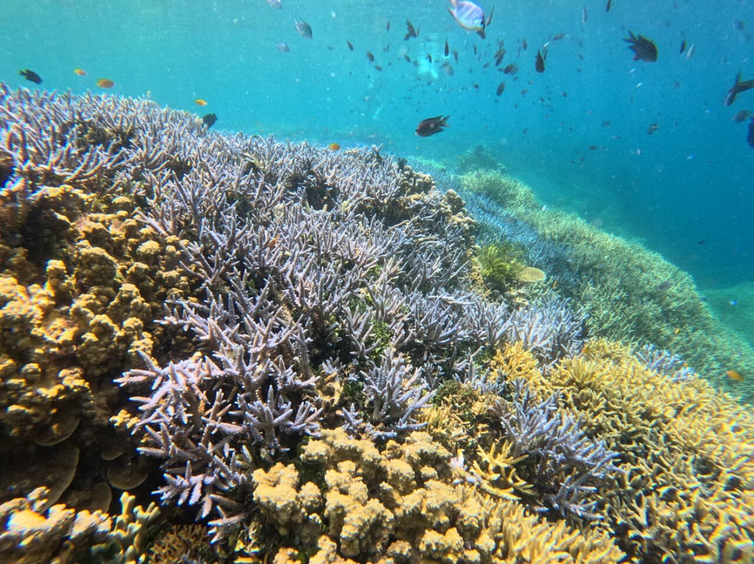 Dugong Dive Center-San Jose必去景点