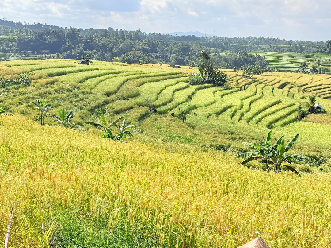 Bali Life Tours-乌布必去景点