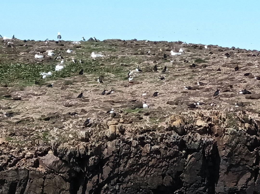 The Elliston Puffin Site-Elliston必去景点