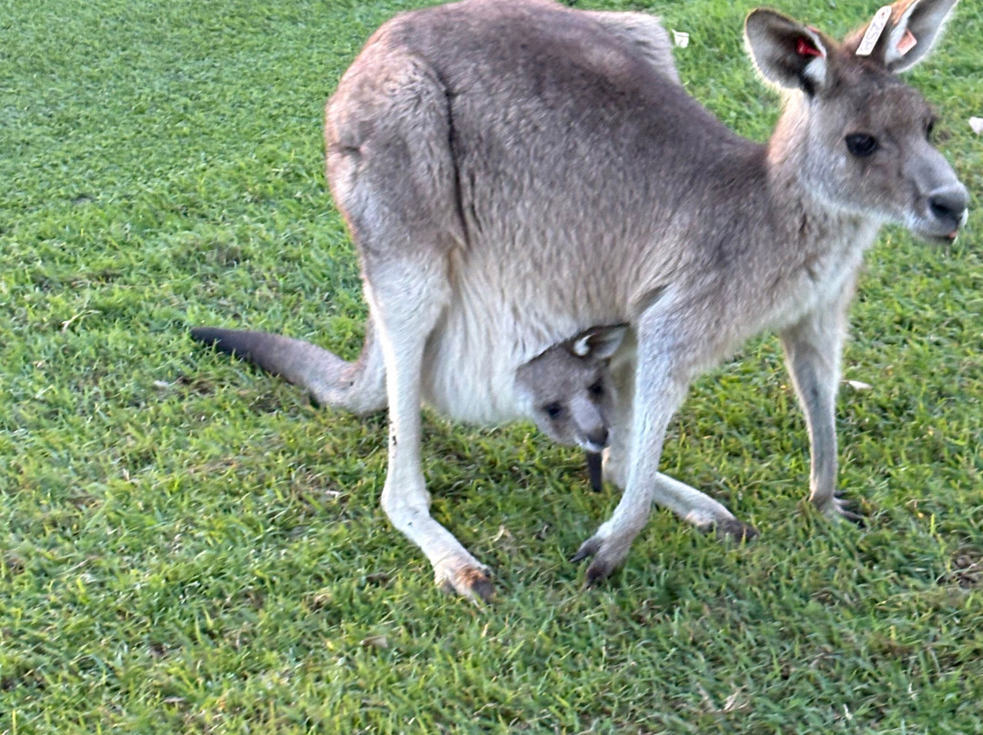 Kangaroo Encounters Guided Tours-尼尔森湾必去景点