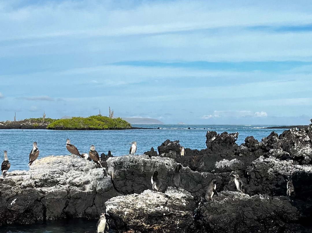 Galapagos Alternative-阿约拉港必去景点