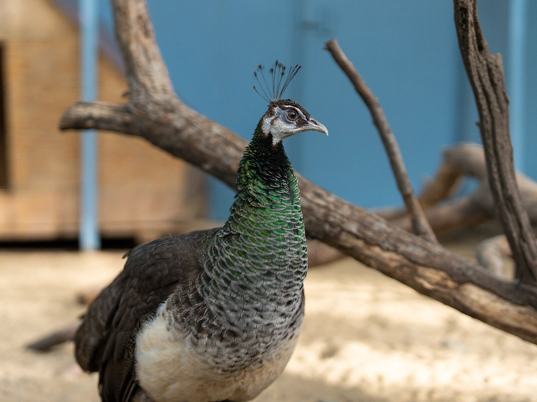 Piton Zoological Centre-Komsomolsk-on-Amur必去景点