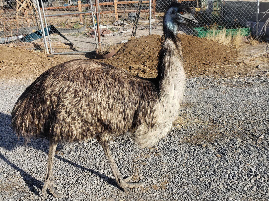 Utah Petting Zoo At Ivie Acres Farm-Grantsville必去景点