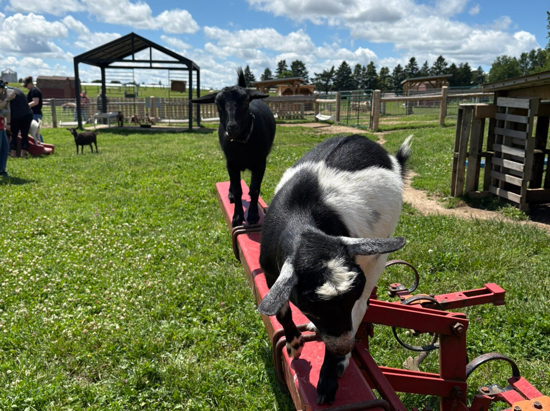 Udderly Ridiculous Farm Life-Blandford-Blenheim必去景点