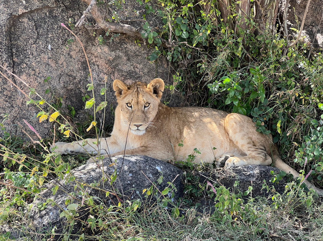 Zara Tanzania Adventures-莫西必去景点