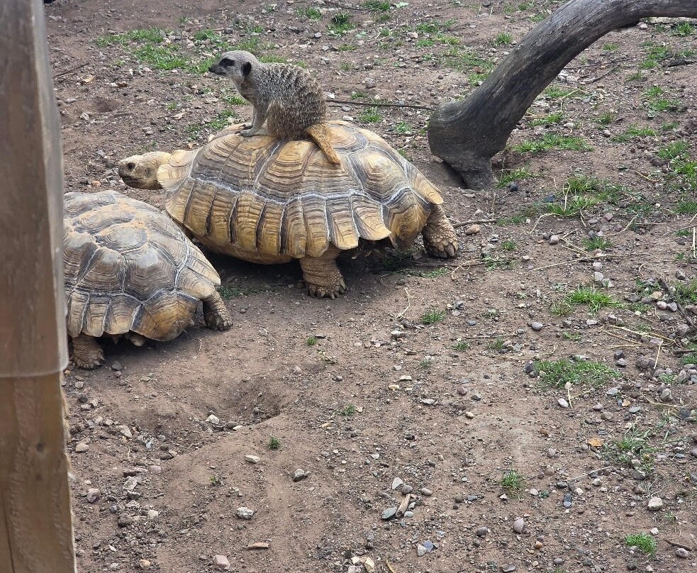 Holmes Chapel Zoo-Holmes Chapel必去景点