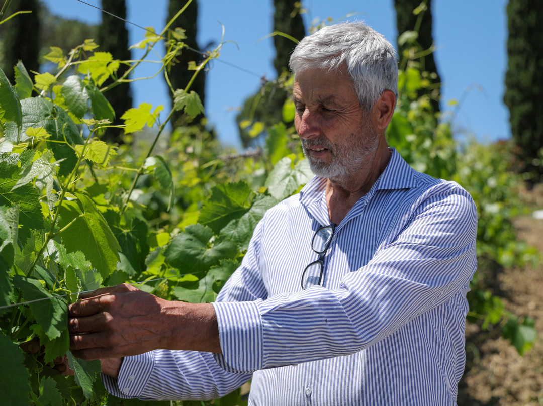 Sapentia Wine - L'Eredità del Vino-Guardia Sanframondi必去景点