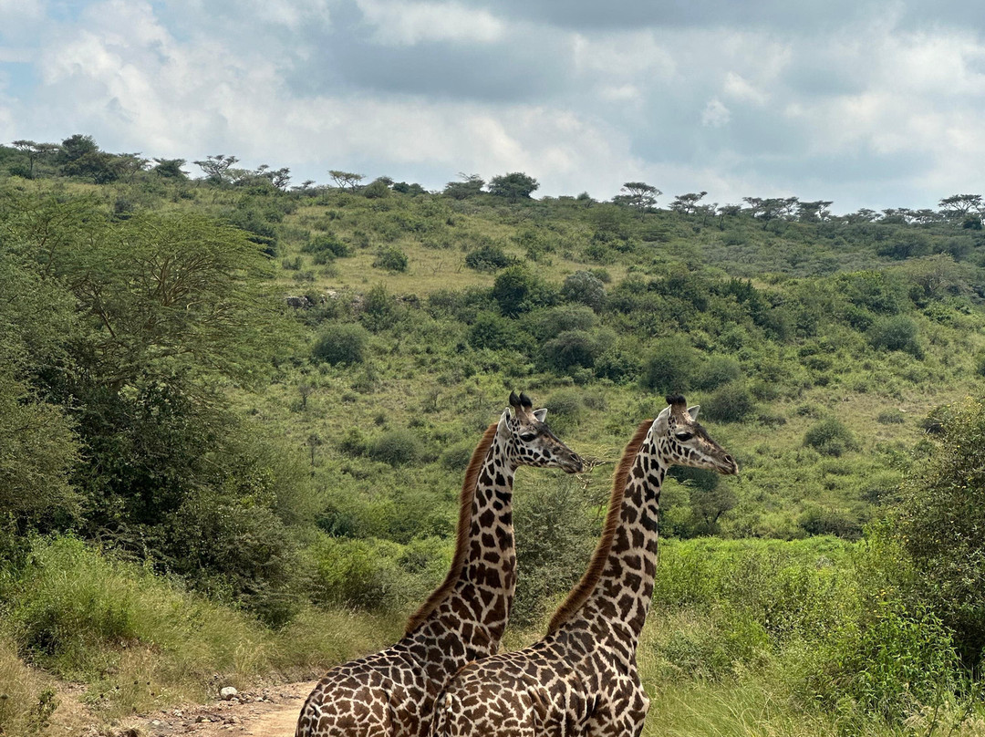 Maasai Mara National Reserve-纳罗克必去景点