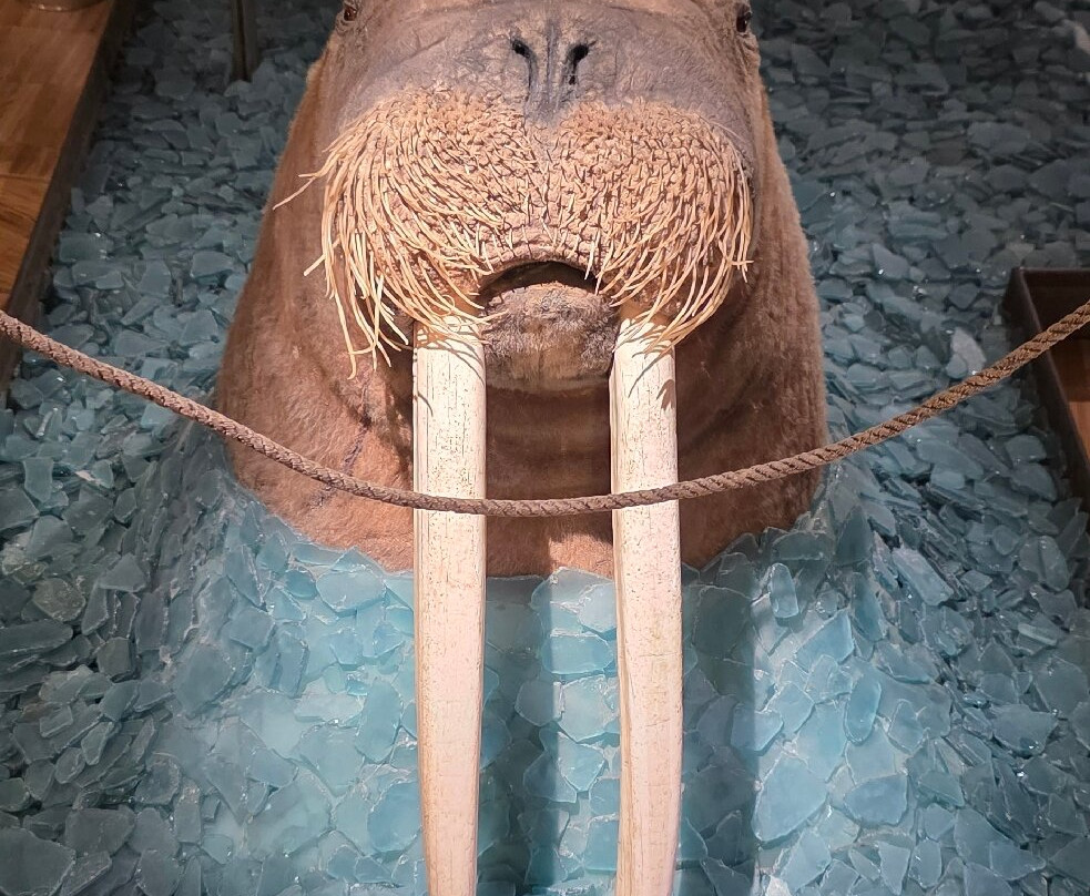 Svalbard Museum-朗伊尔城必去景点