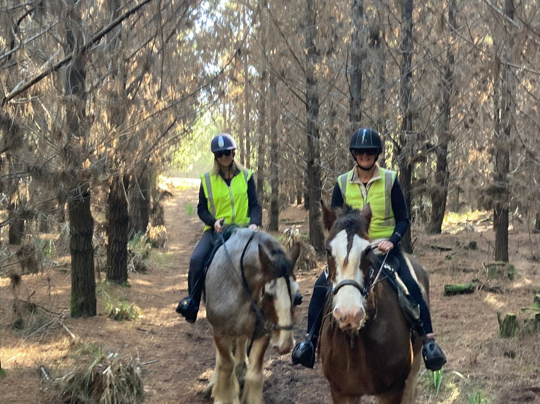 Muriwai Beach Horse Treks-穆里怀海滩必去景点