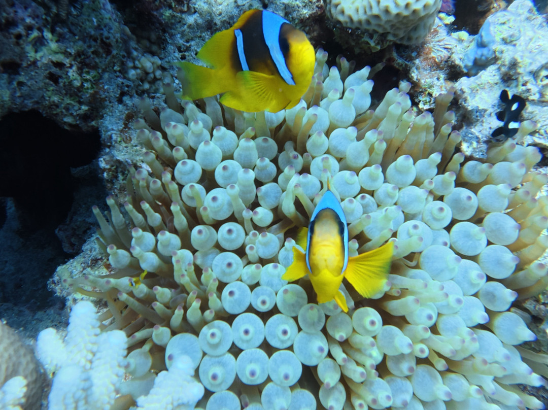 Red sea diving-赫尔格达必去景点