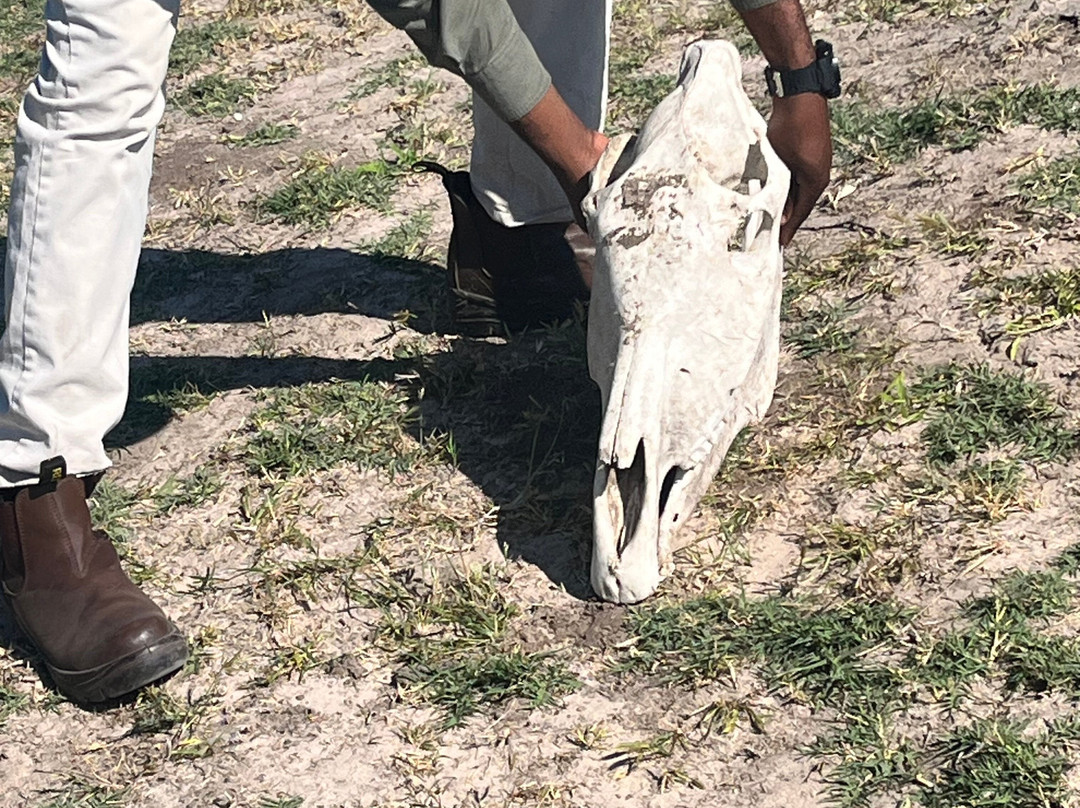 Moremi Wildlife Reserve-莫雷米野生动物保护区必去景点