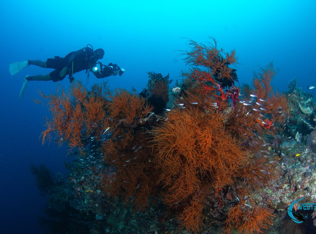 West Bali Diving And Snorkeling