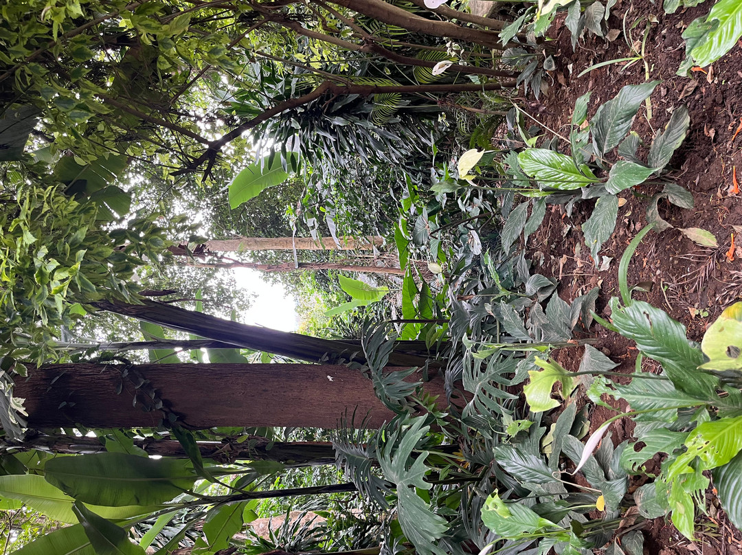 女王树小屋旅馆主图