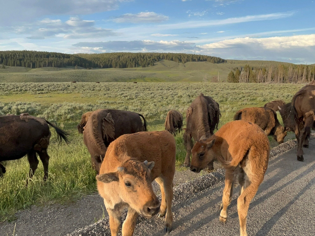 Yellowstone National Park-黄石国家公园必去景点