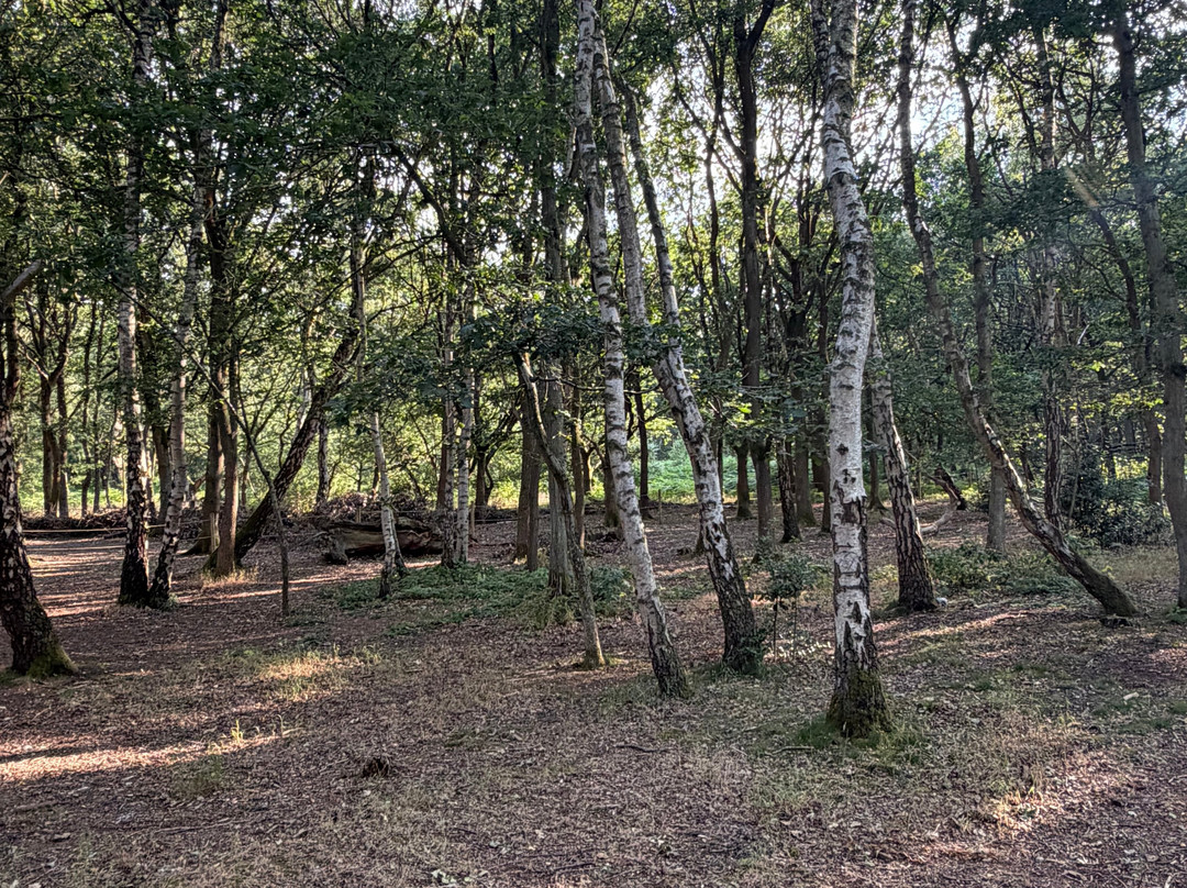 Sherwood Forest-诺丁汉郡必去景点