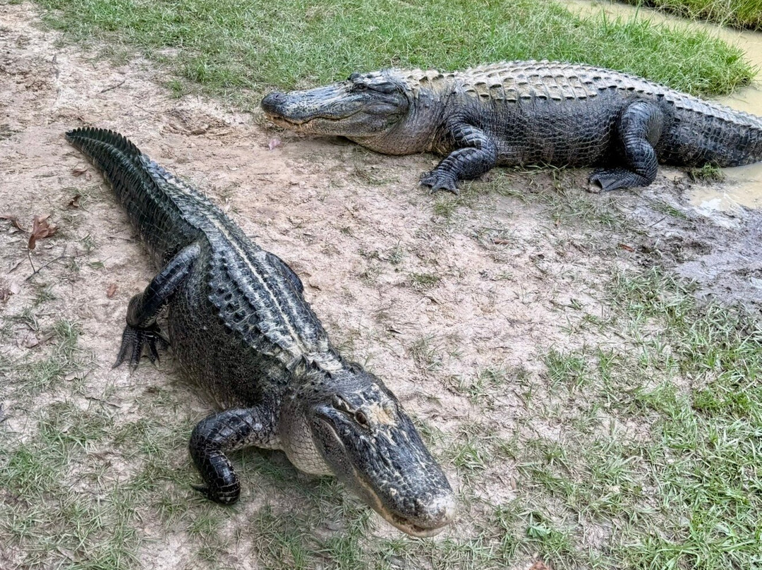 Kliebert & Sons Gator Tours-Ponchatoula必去景点