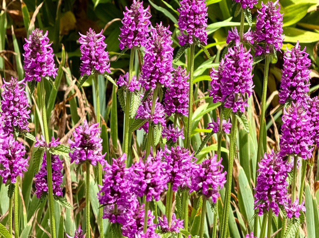 Coastal Maine Botanical Gardens-Boothbay必去景点