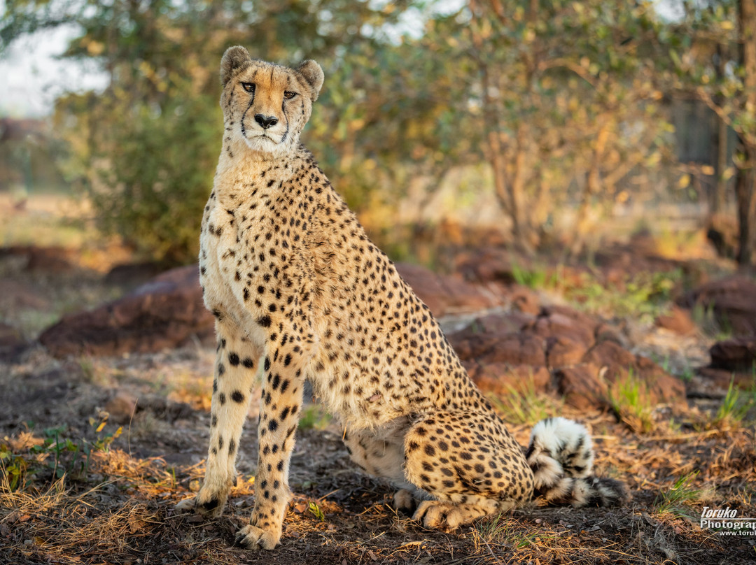 Cheetah Experience (ZA Cheetah Conservation)-贝拉贝拉必去景点