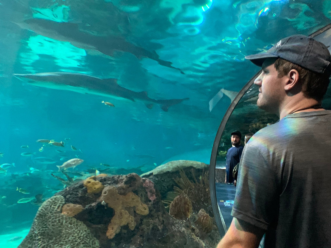 莱利大烟山水族馆-盖林柏格必去景点