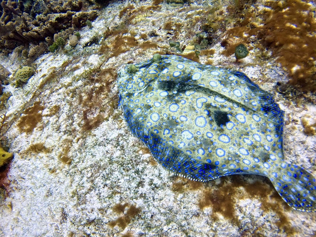 Scuba Life Cozumel-San Miguel de Cozumel必去景点