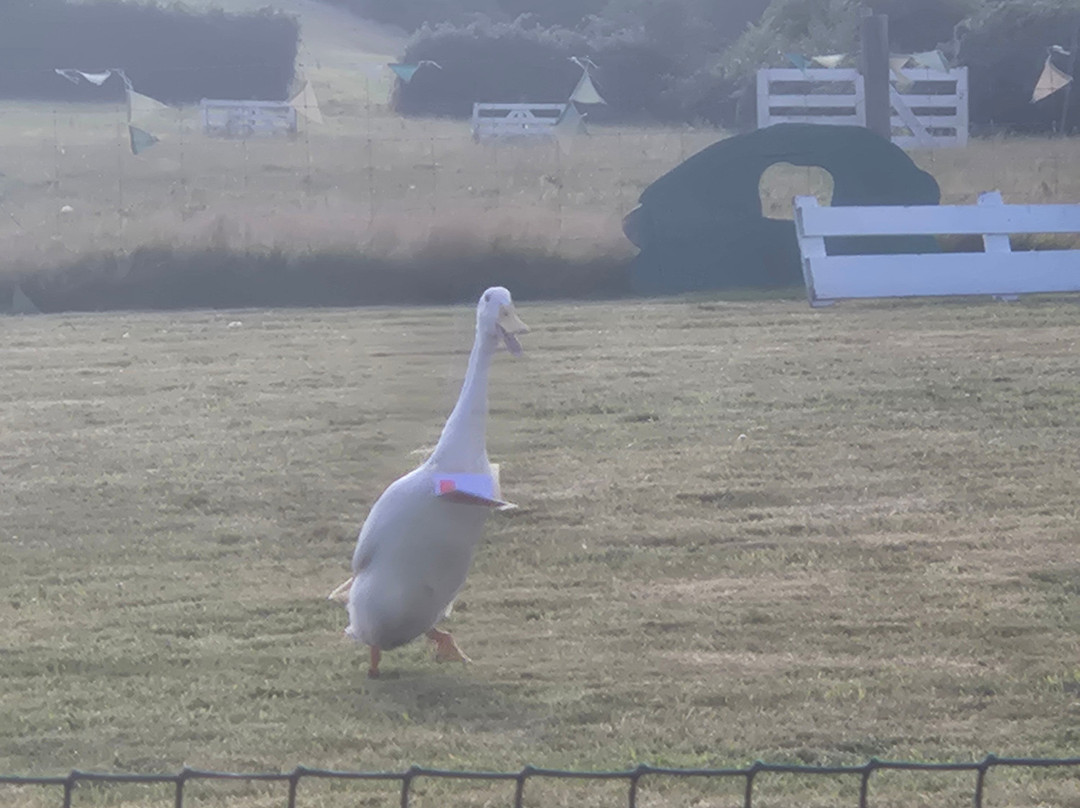 Borough Farm Sheepdog and Falconry Displays-伍拉科姆必去景点