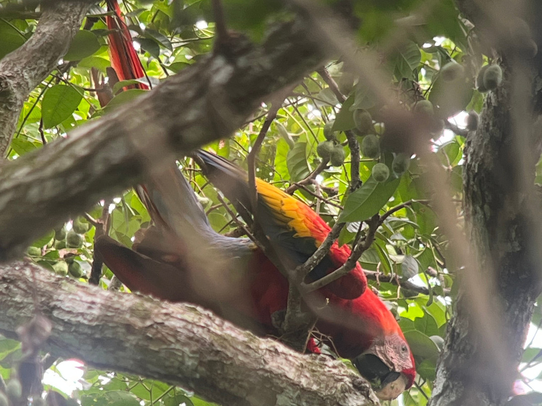 Corcovado Guia CR-希门尼斯港必去景点