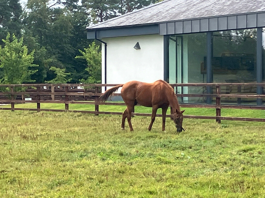 Irish National Stud & Gardens-Tully必去景点
