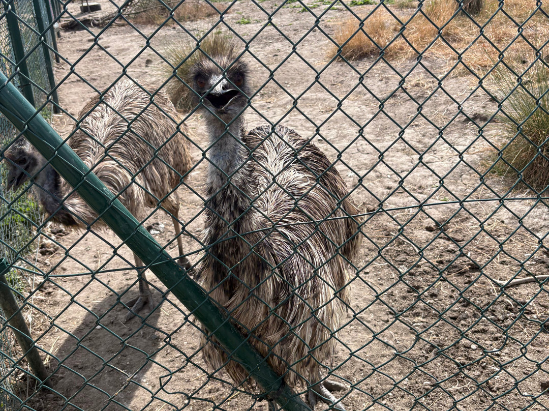 Stantons Farm - Petting Farm-Black Notley必去景点