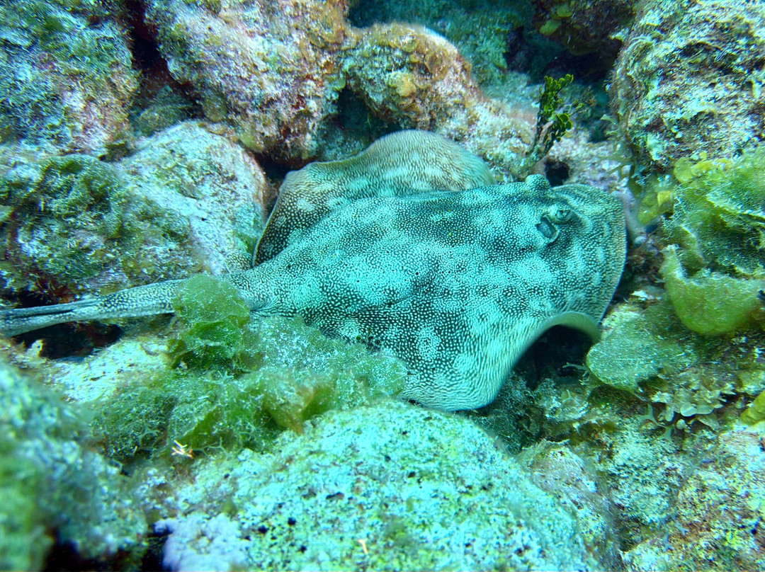 Only Blue Diving Dreams-Cockburn Town必去景点