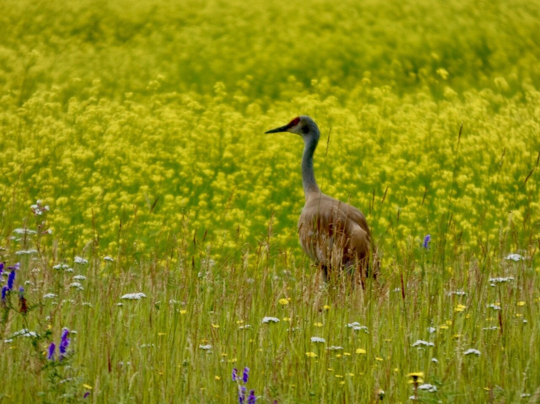 Creamer's Field Migratory Waterfowl Refuge-费尔班克斯必去景点