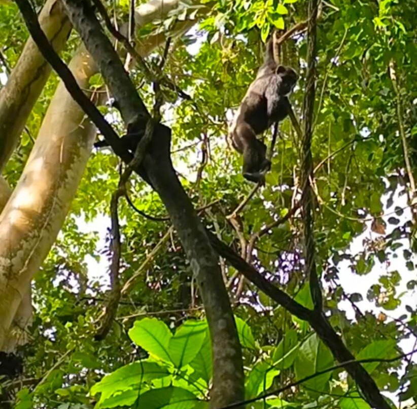 Big Lion Trails Safaris-坎帕拉必去景点