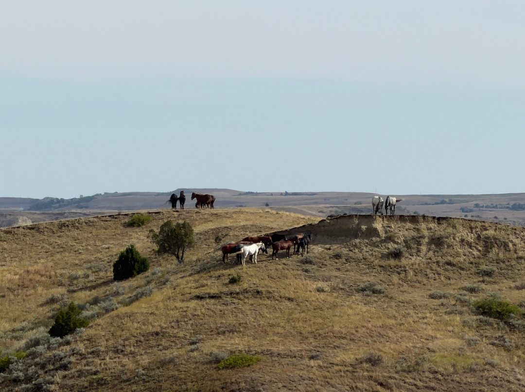 Theodore Roosevelt National Park-Medora必去景点