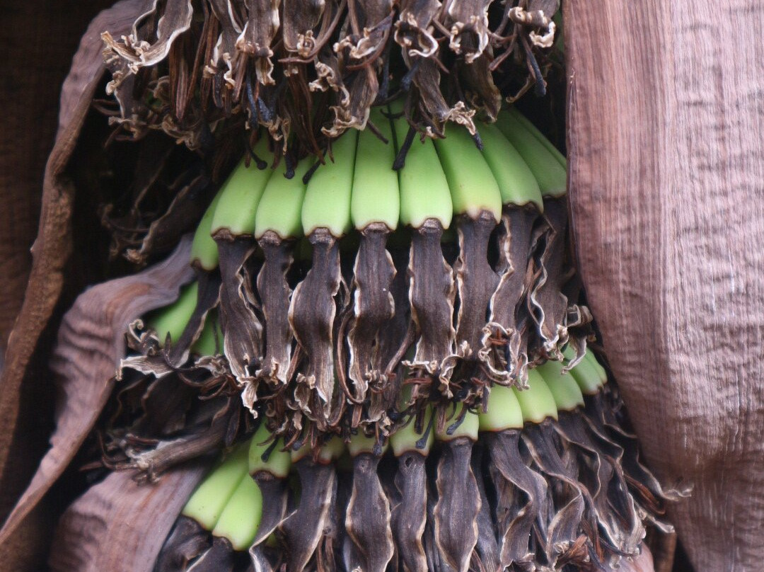Finca Las Margaritas Banana Experience-拉斯加勒塔斯必去景点