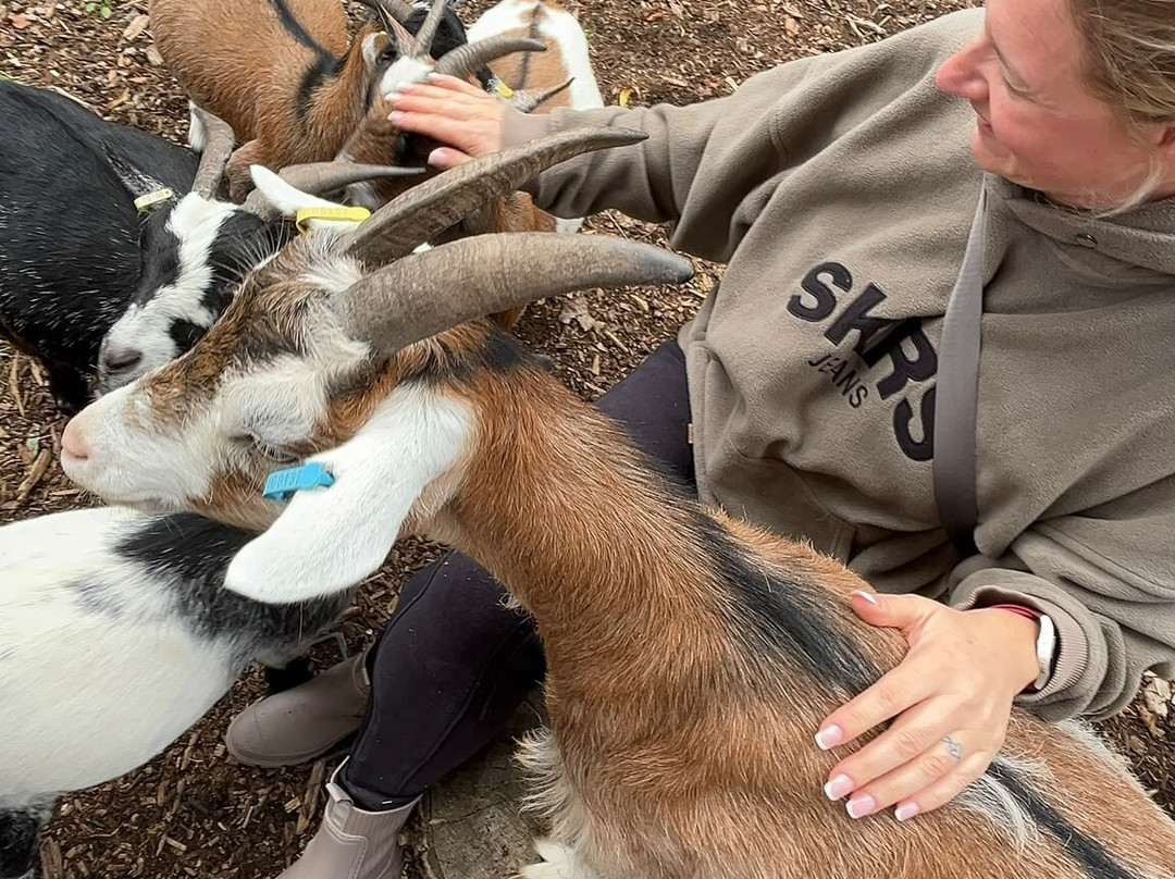 Greenacres Animal Park-Deeside必去景点