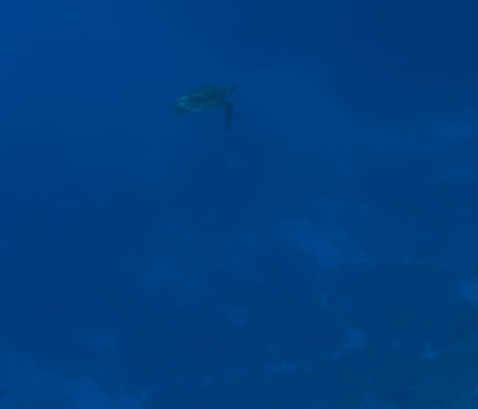 Niue Blue Island Experiences-阿洛菲必去景点