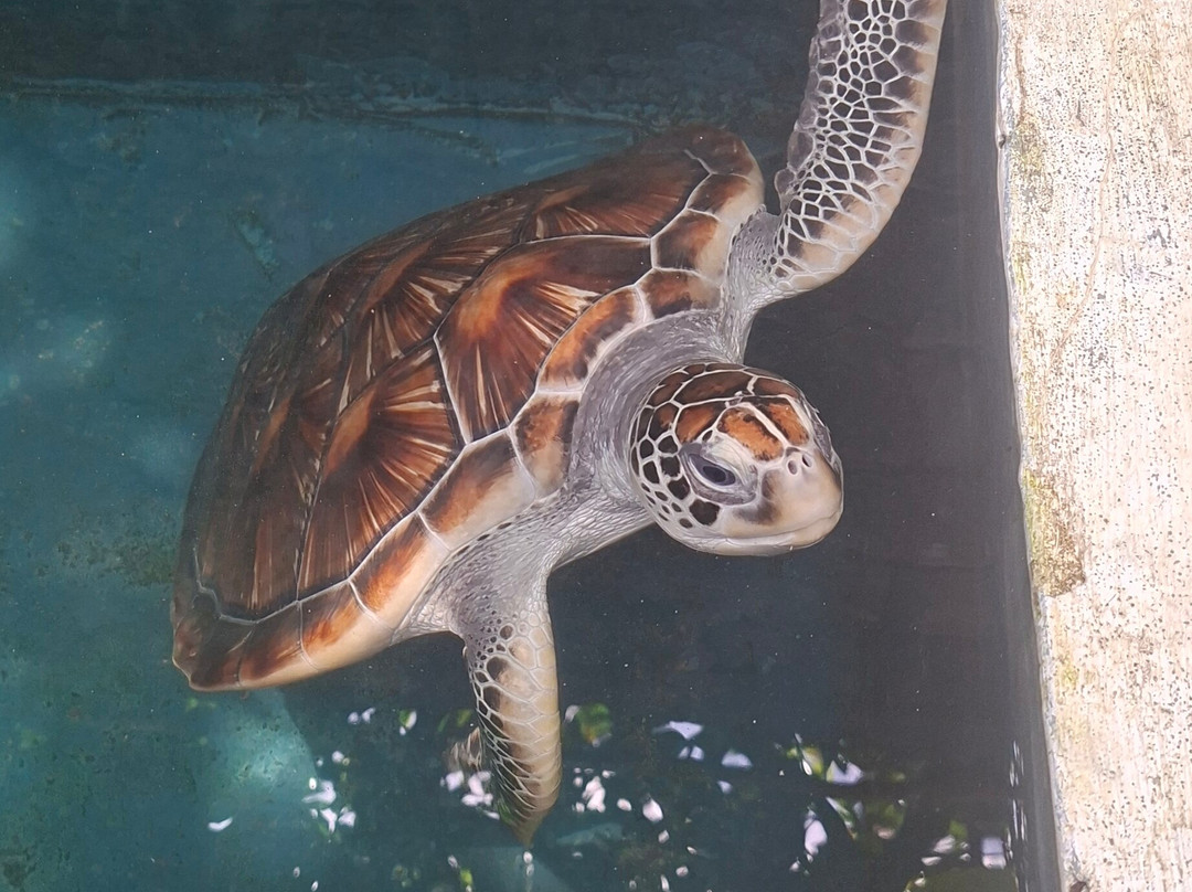 Sea Turtle Farm Galle Mahamodara-加勒必去景点