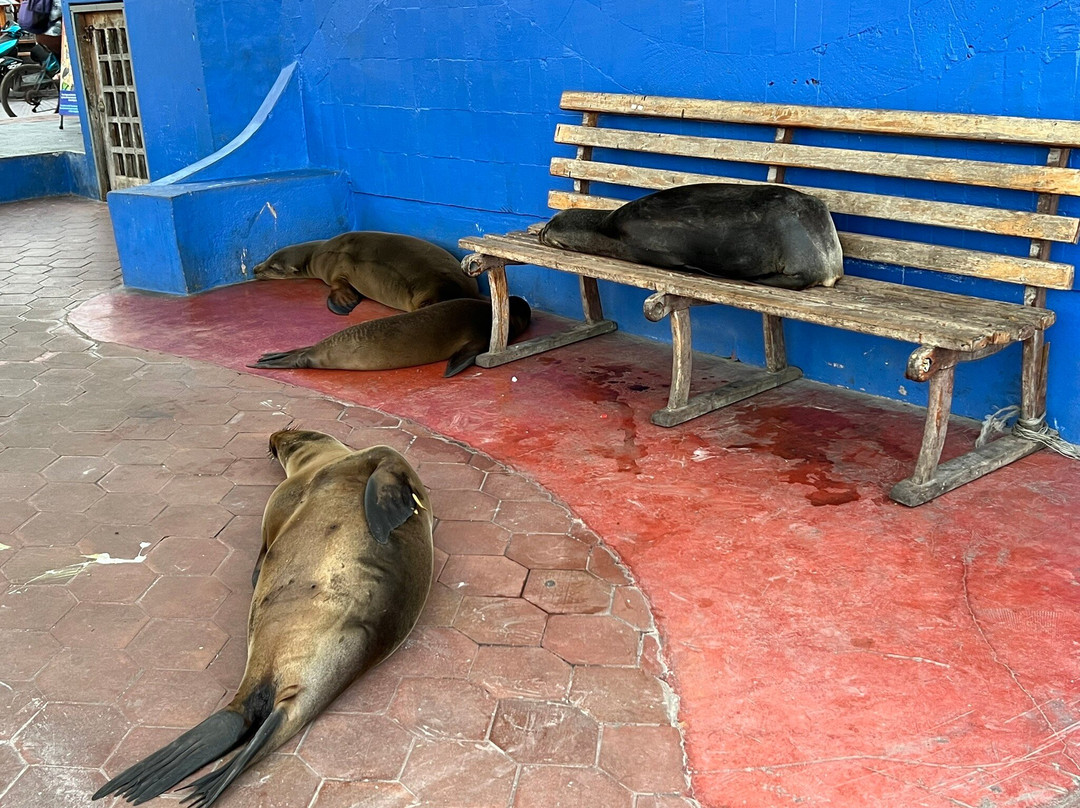 Santa Cruz Fish Market-阿约拉港必去景点