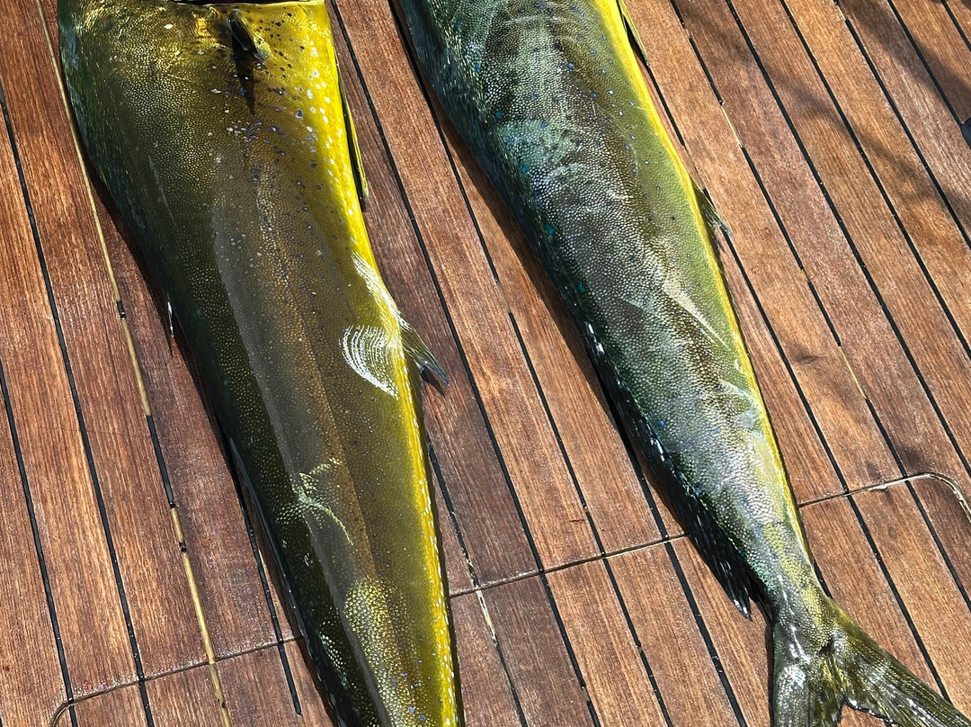Maverick Sportfishing Charters-梦城必去景点