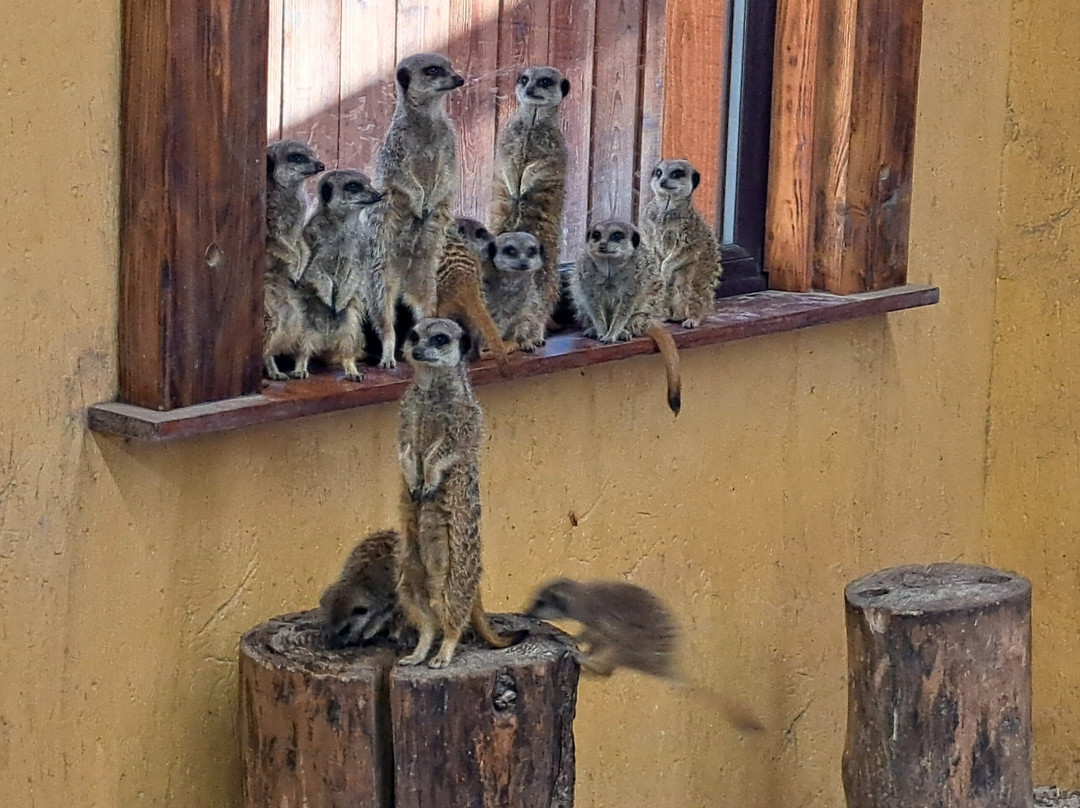 Blair Drummond Safari & Adventure Park-斯特灵必去景点