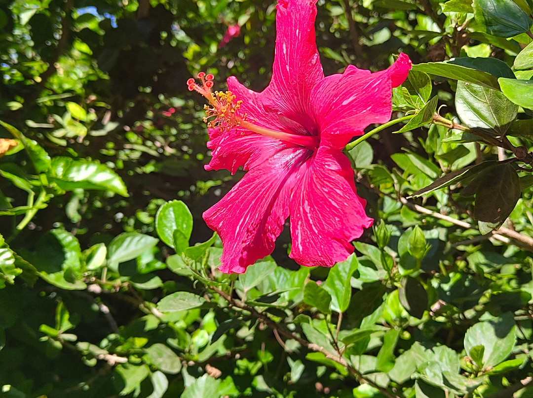 Orto Botanico-卡利亚里省必去景点